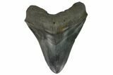 Fossil Megalodon Tooth - South Carolina #128297-1